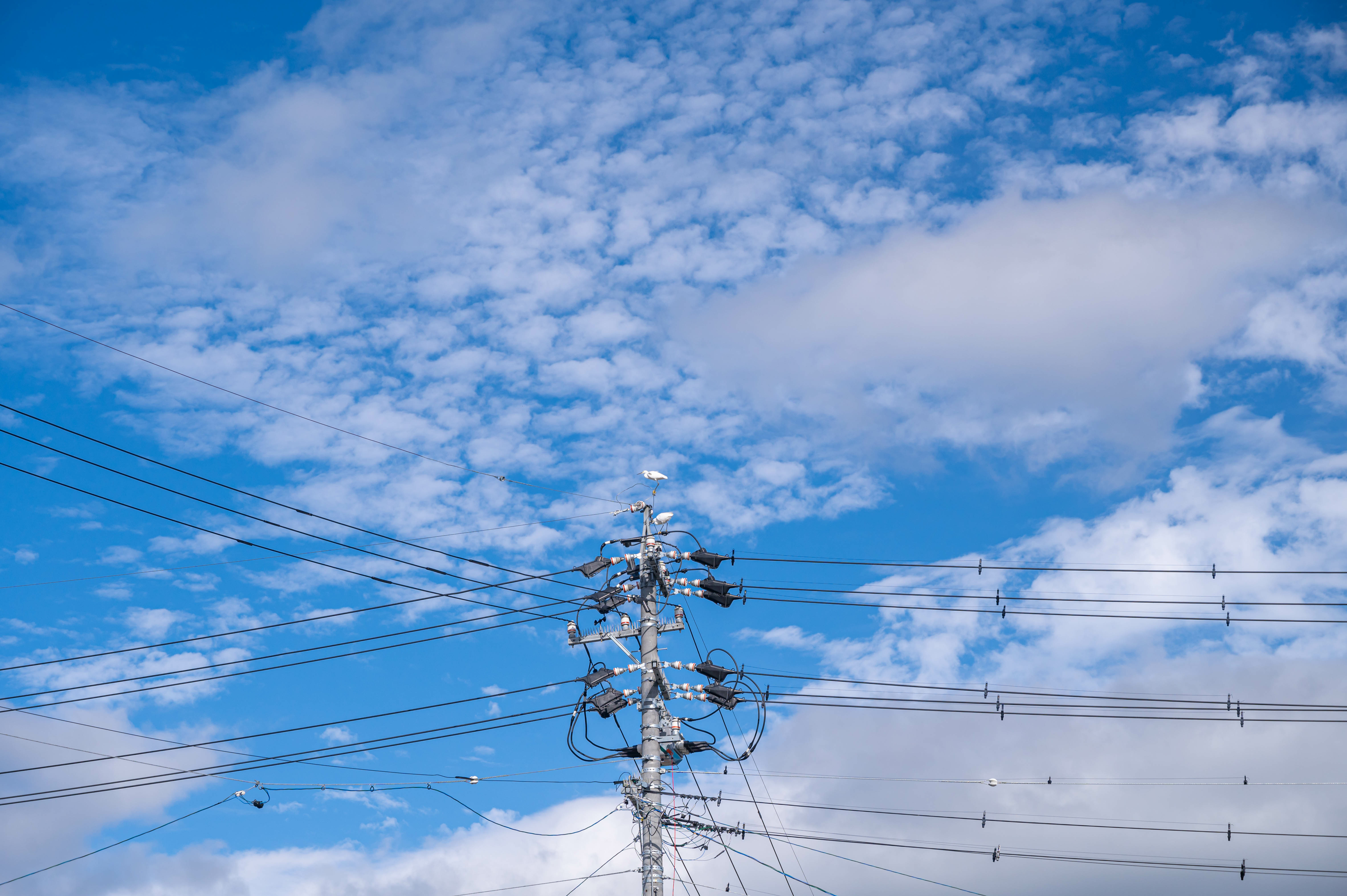 電柱にとまるシラサギ